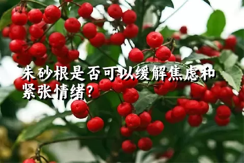 朱砂根是否可以缓解焦虑和紧张情绪？