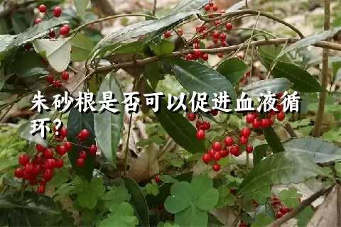 朱砂根是否可以促进血液循环？