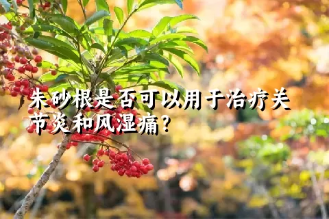 朱砂根是否可以用于治疗关节炎和风湿痛？