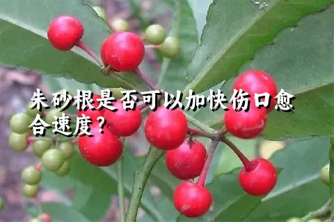 朱砂根是否可以加快伤口愈合速度？