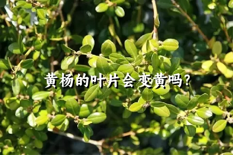 黄杨的叶片会变黄吗？