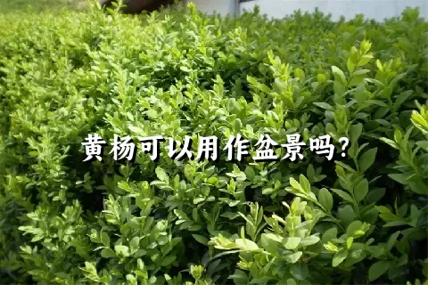 黄杨可以用作盆景吗？