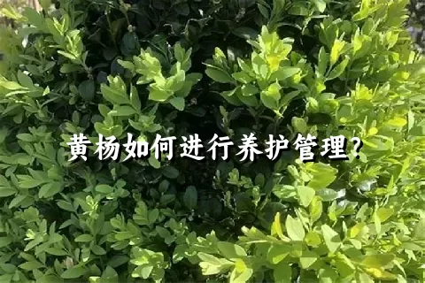 黄杨如何进行养护管理？