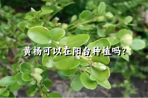 黄杨可以在阳台种植吗？