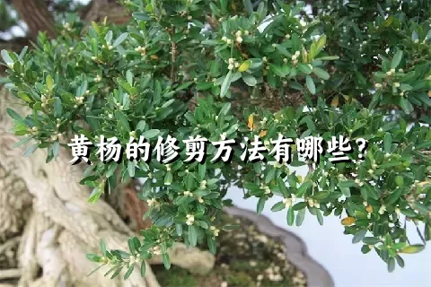 黄杨的修剪方法有哪些？