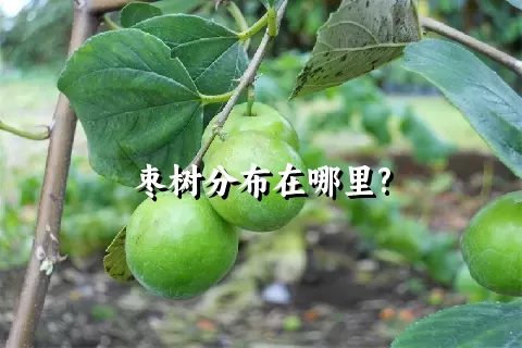 枣树分布在哪里?