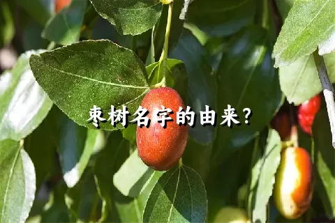 枣树名字的由来？