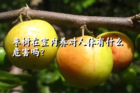 枣树在室内养对人体有什么危害吗？