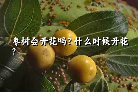 枣树会开花吗？什么时候开花？