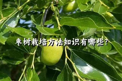 枣树栽培方法知识有哪些？