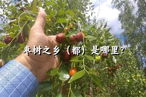 枣树之乡（都）是哪里？