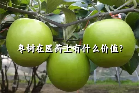 枣树在医药上有什么价值？