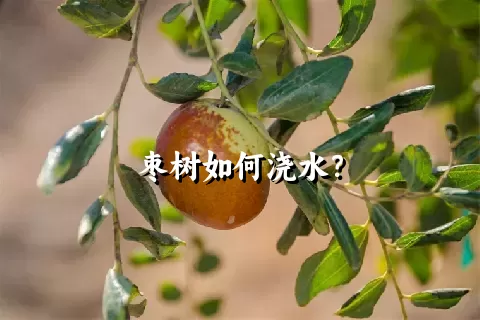 枣树如何浇水？