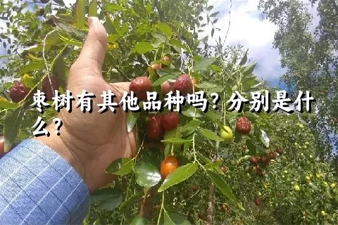 枣树有其他品种吗？分别是什么？