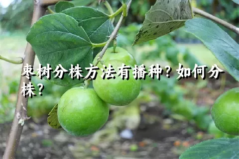 枣树分株方法有播种？如何分株？