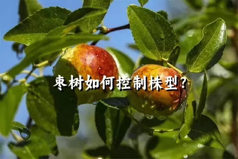 枣树如何控制株型？