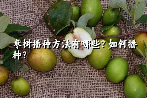 枣树播种方法有哪些？如何播种？