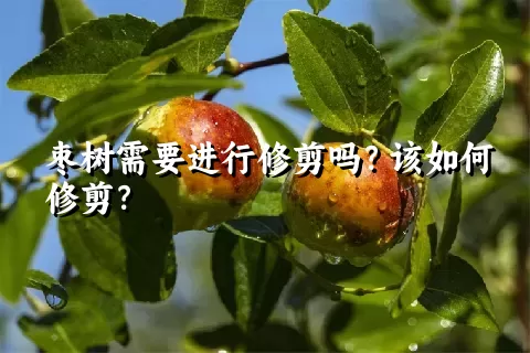 枣树需要进行修剪吗？该如何修剪？