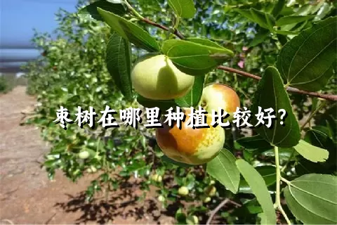 枣树在哪里种植比较好？