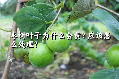 枣树叶子为什么会黄？应该怎么处理？