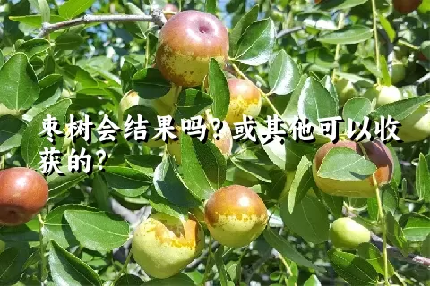 枣树会结果吗？或其他可以收获的？