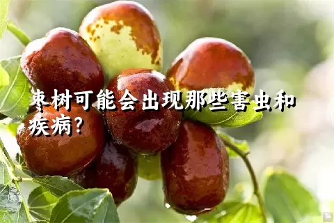 枣树可能会出现那些害虫和疾病？