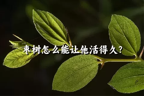 枣树怎么能让他活得久？