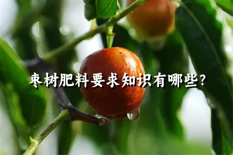 枣树肥料要求知识有哪些？