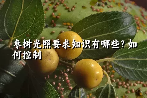 枣树光照要求知识有哪些？如何控制