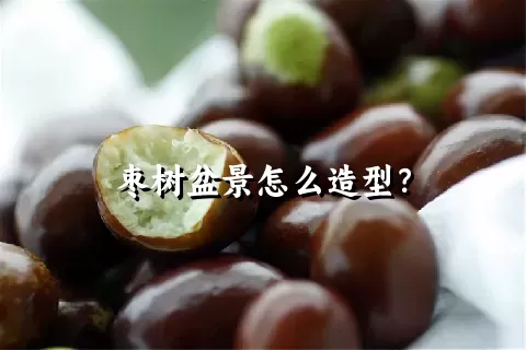 枣树盆景怎么造型？