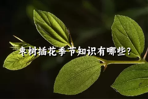 枣树插花季节知识有哪些？