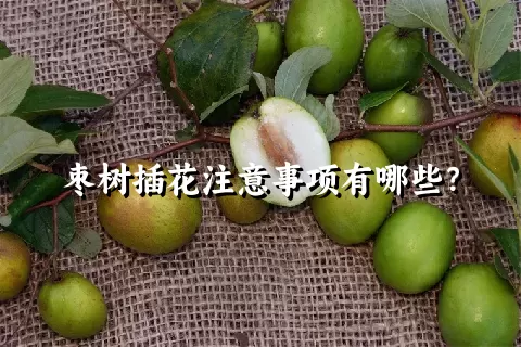 枣树插花注意事项有哪些？