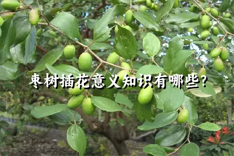 枣树插花意义知识有哪些？