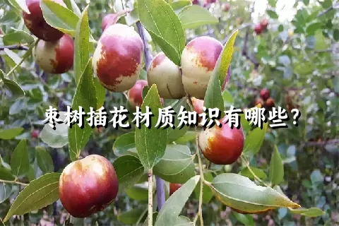 枣树插花材质知识有哪些？