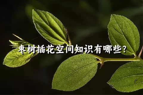 枣树插花空间知识有哪些？