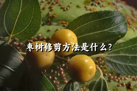 枣树修剪方法是什么？