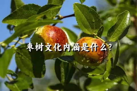 枣树文化内涵是什么？