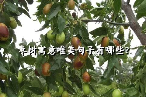 枣树寓意唯美句子有哪些？