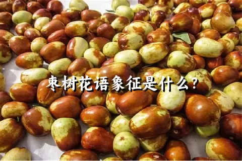 枣树花语象征是什么？