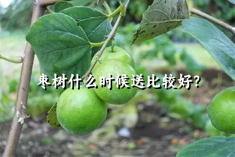 枣树什么时候送比较好？