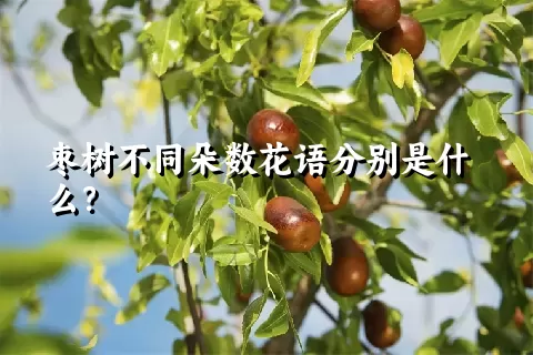 枣树不同朵数花语分别是什么？