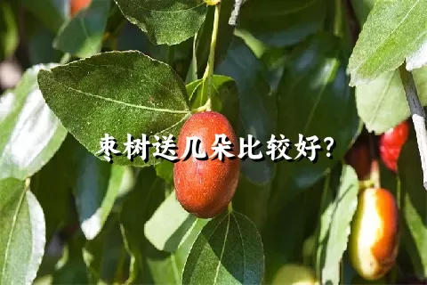 枣树送几朵比较好？