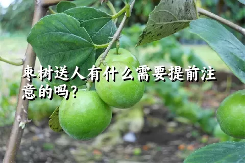 枣树送人有什么需要提前注意的吗？