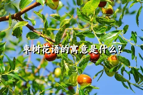 枣树花语的寓意是什么？