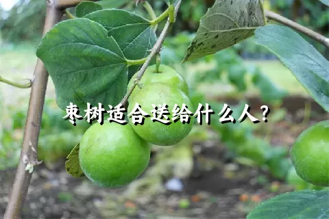 枣树适合送给什么人？