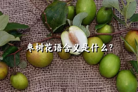 枣树花语含义是什么？