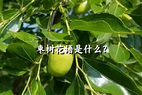 枣树花语是什么？