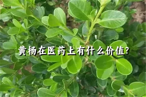 黄杨在医药上有什么价值？