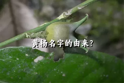 黄杨名字的由来？