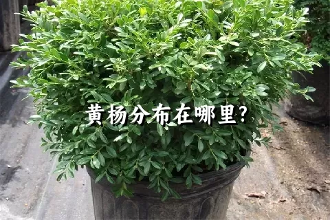 黄杨分布在哪里?